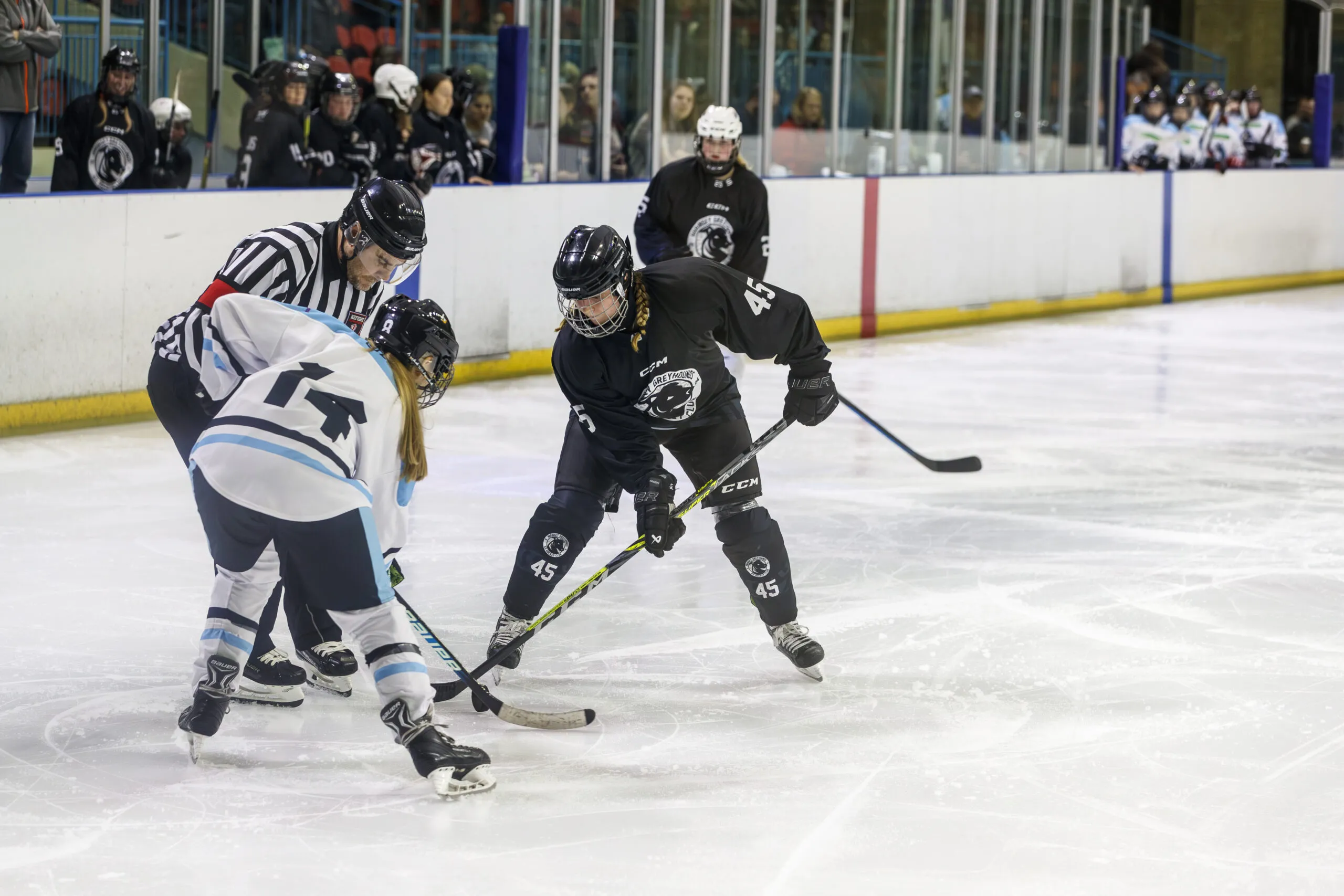 Haringey Greyhounds vs Cambridge Kodiaks