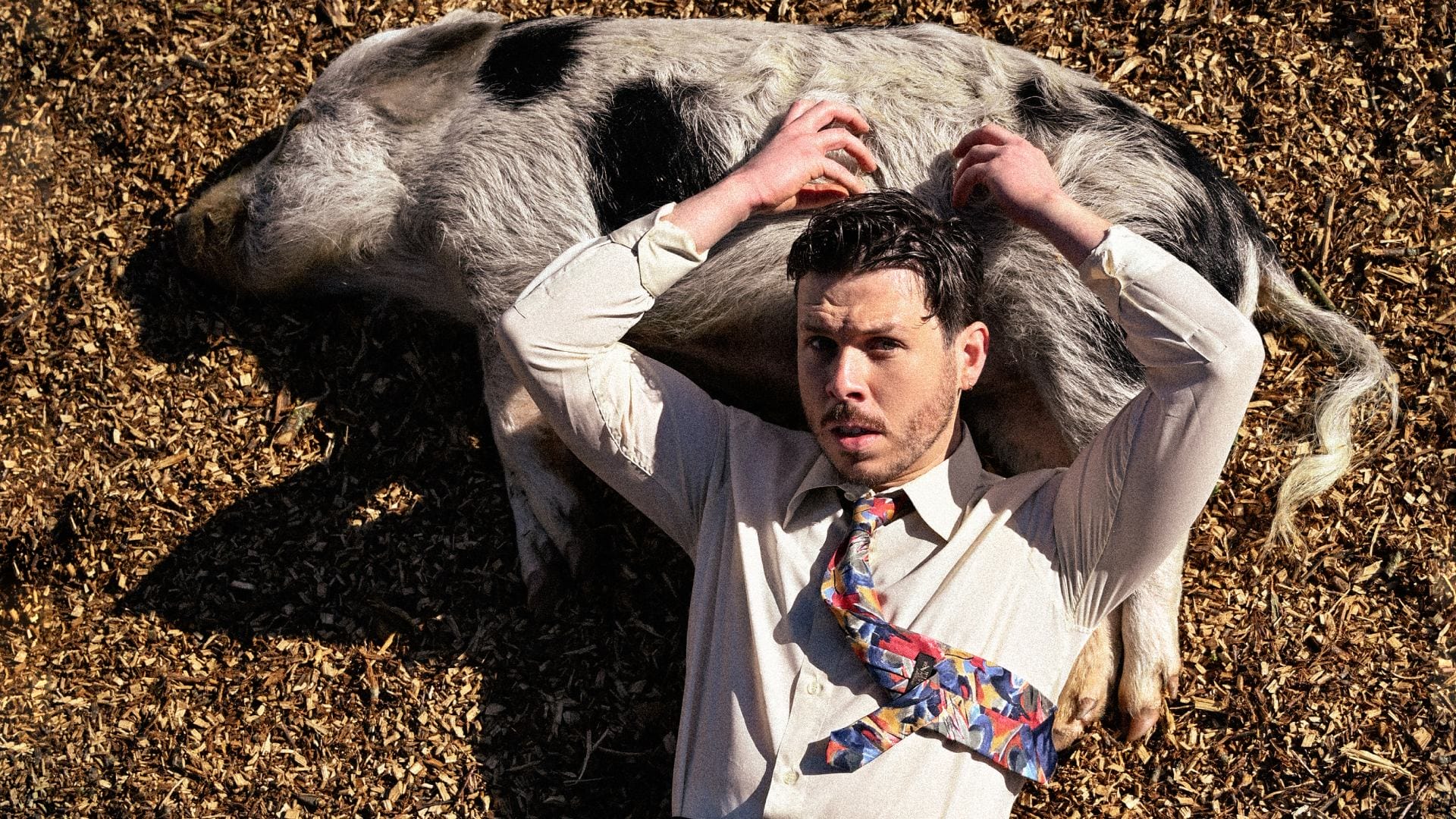 Dom McGovern: Prize Hog