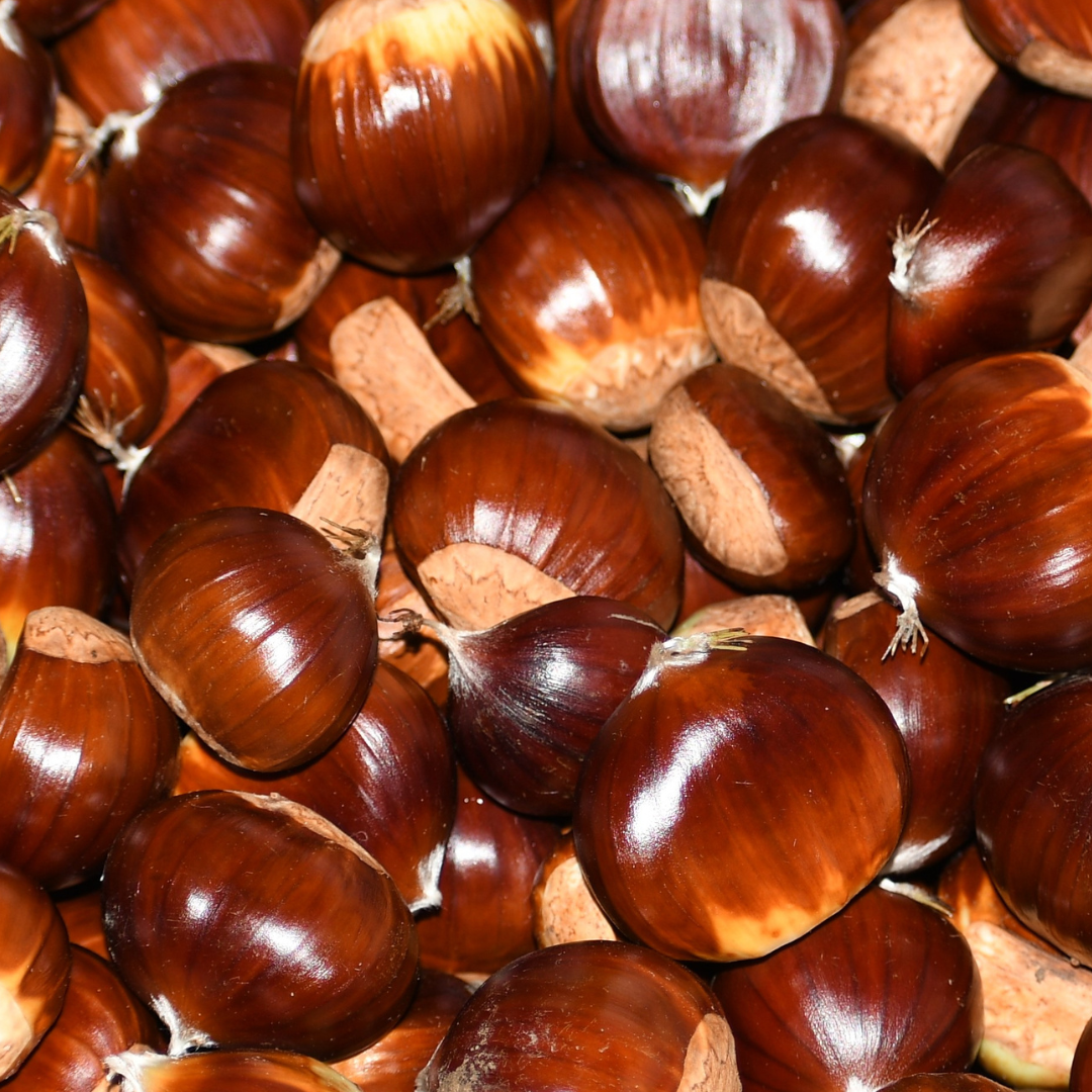 Open Chestnut Workshop