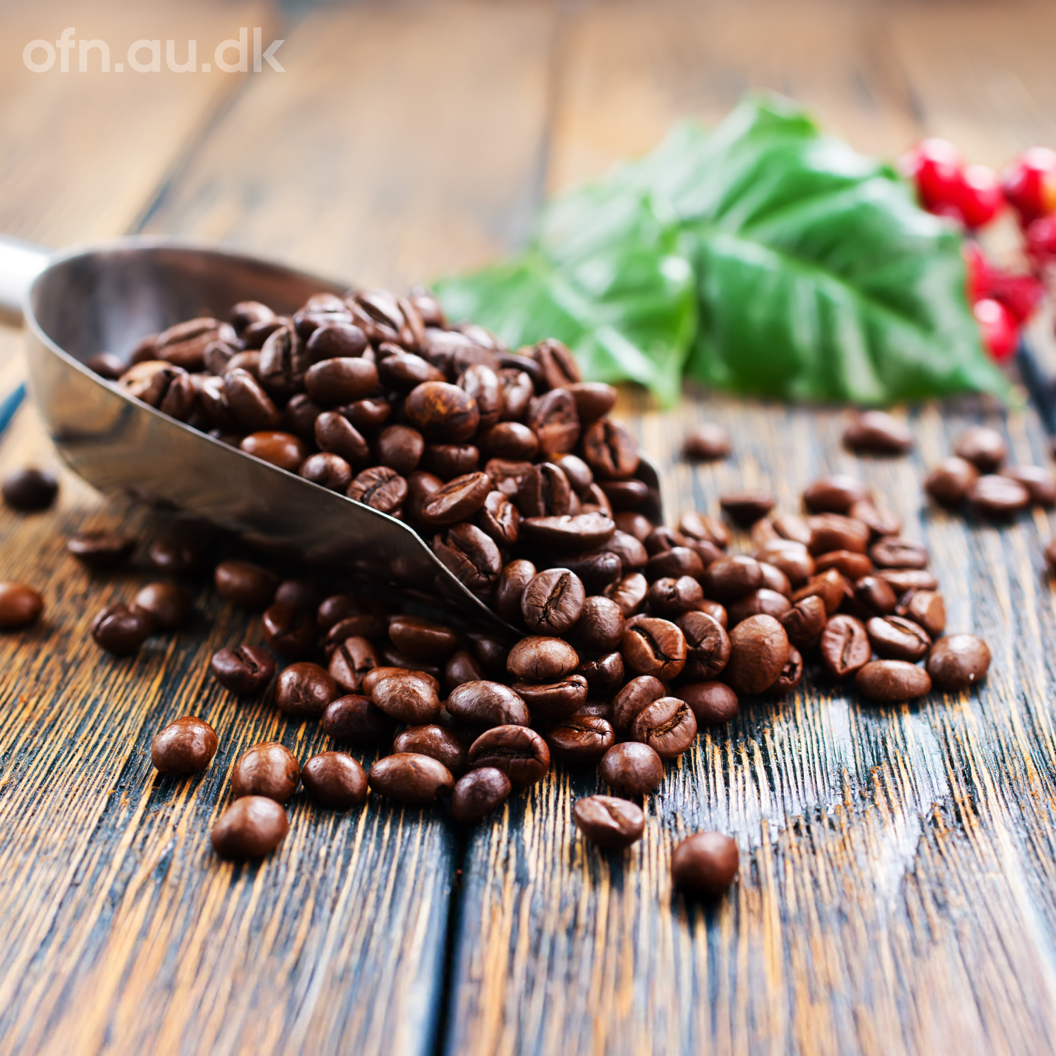 Livestream Science: Coffee