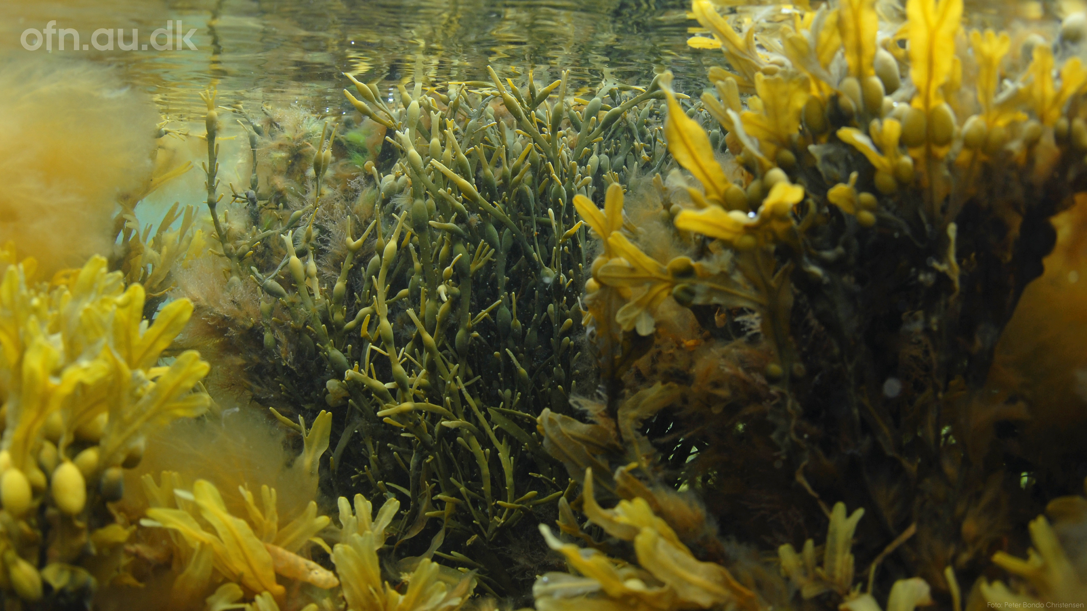 Livestream Science: Seaweed