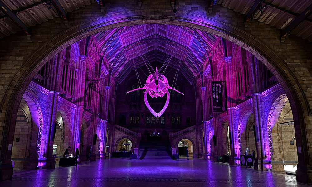 Halloween at the Museum