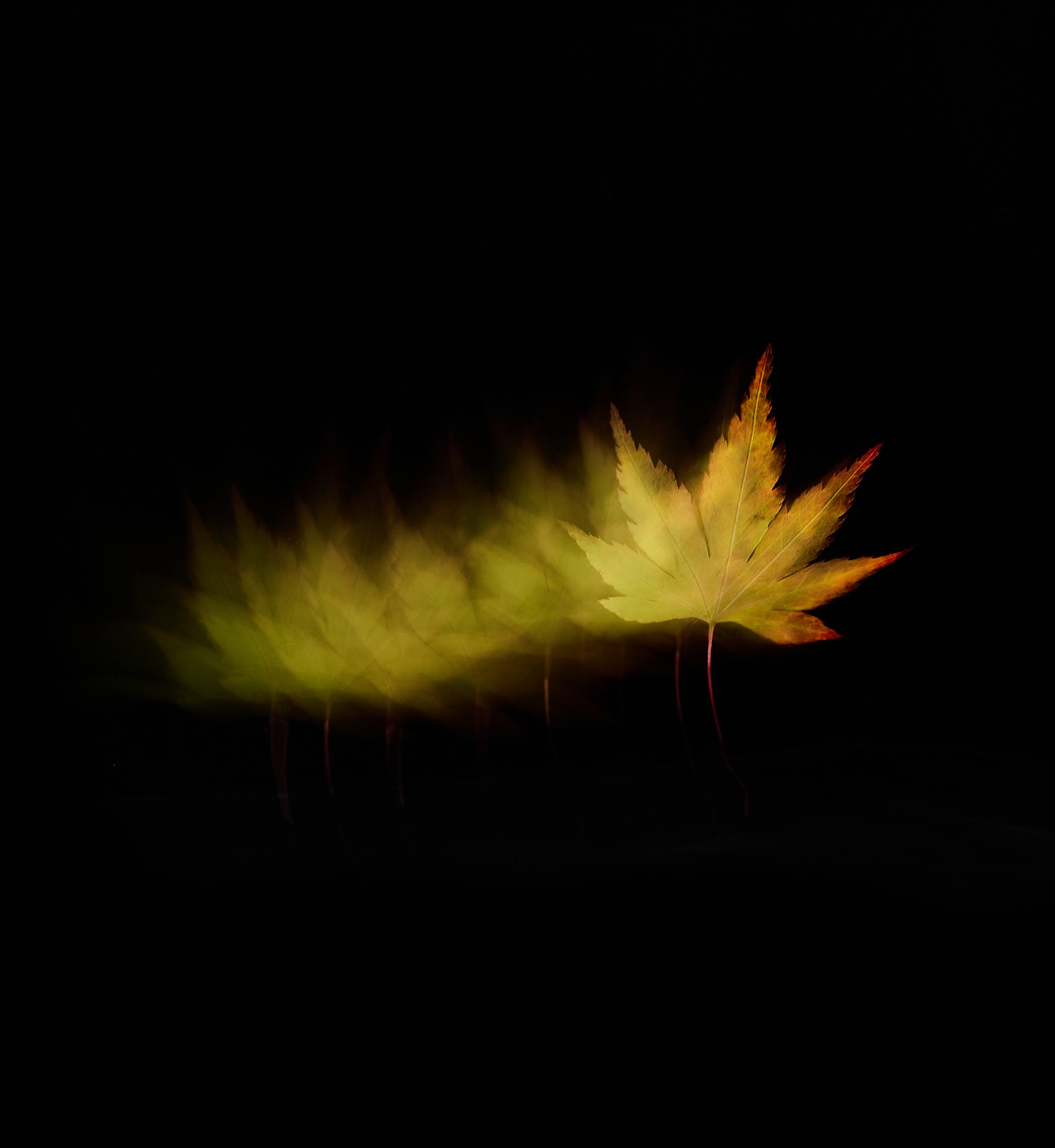 Sanctuary: A Turning Leaf