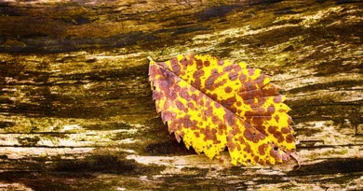 Managed by Microbes: Our World’s Dependence on Invisible Life