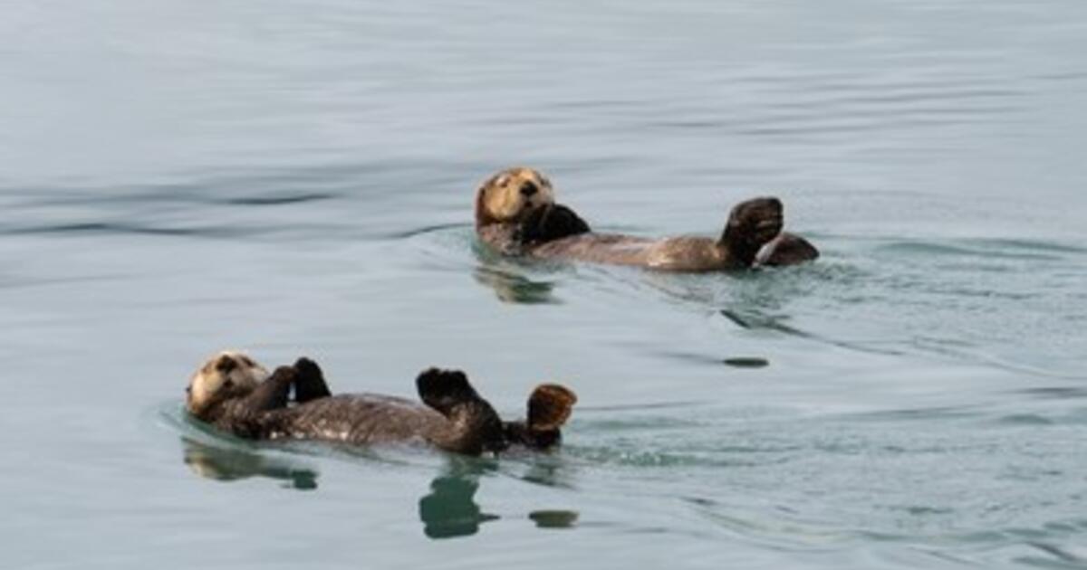 Staying Afloat: Thinking About Sinking