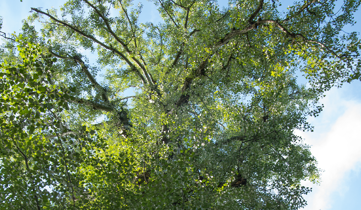 Let's make a halo for poplars! | eco-intervention in Schopenhauer Park