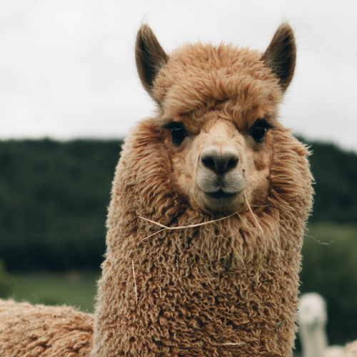 Meeting with alpacas in the library