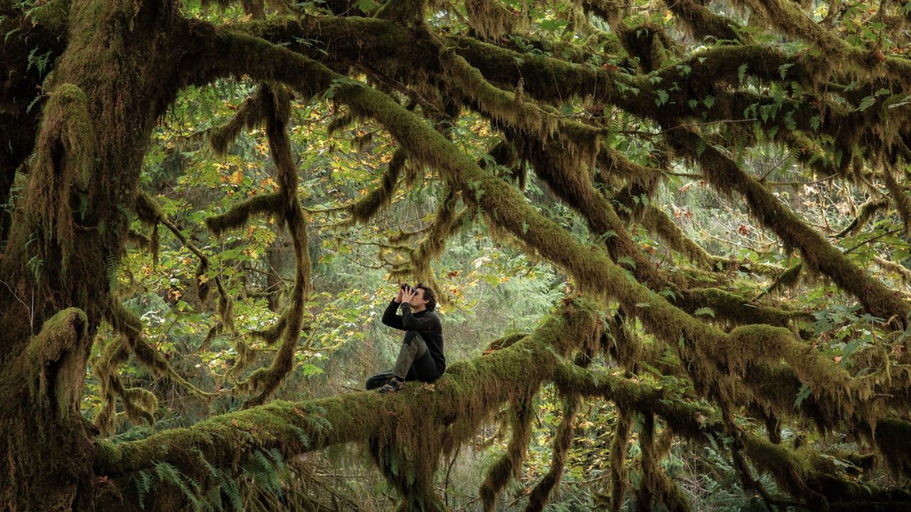 The whisper of the woods