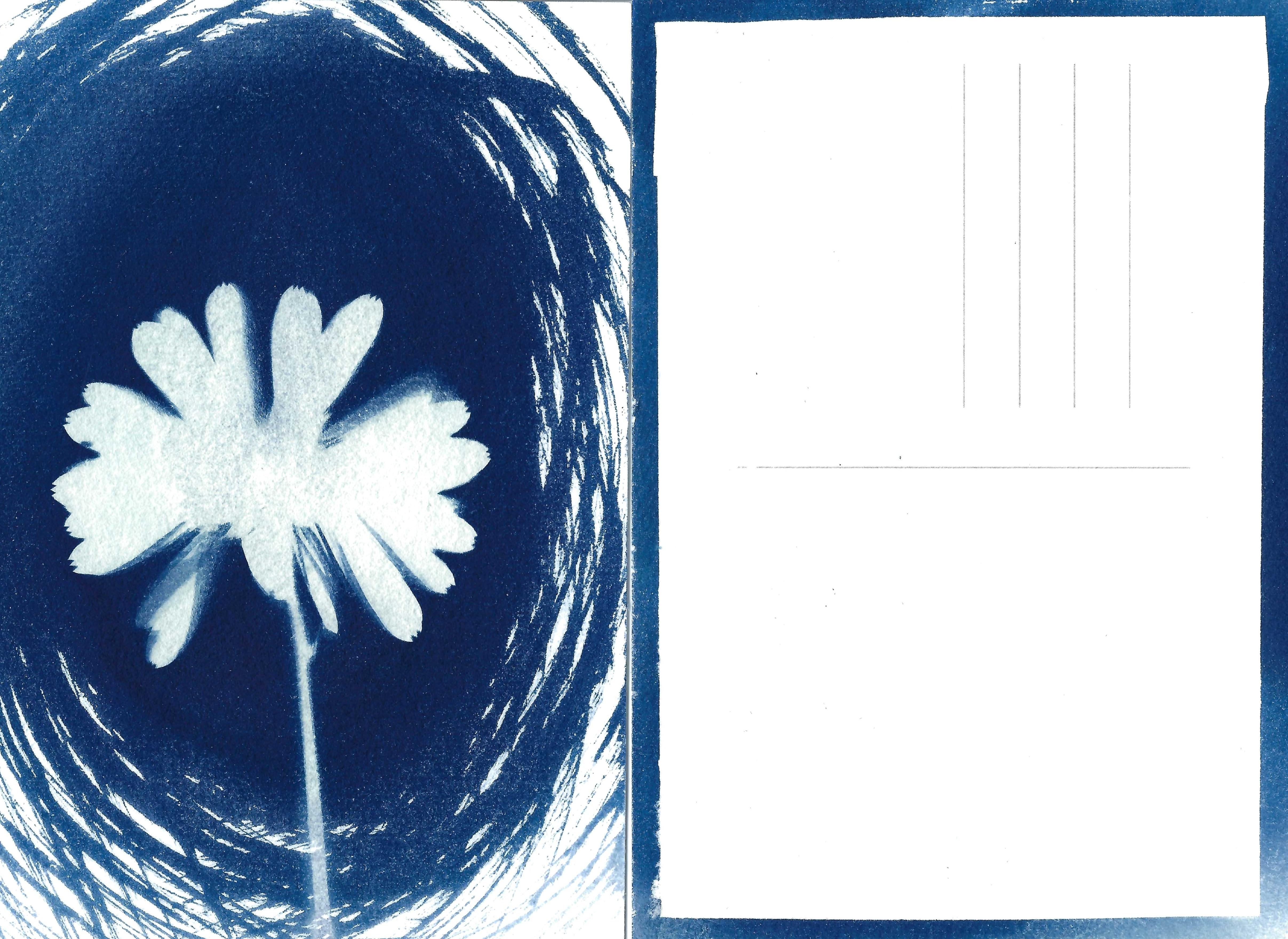 Cyanotype — back to analog images