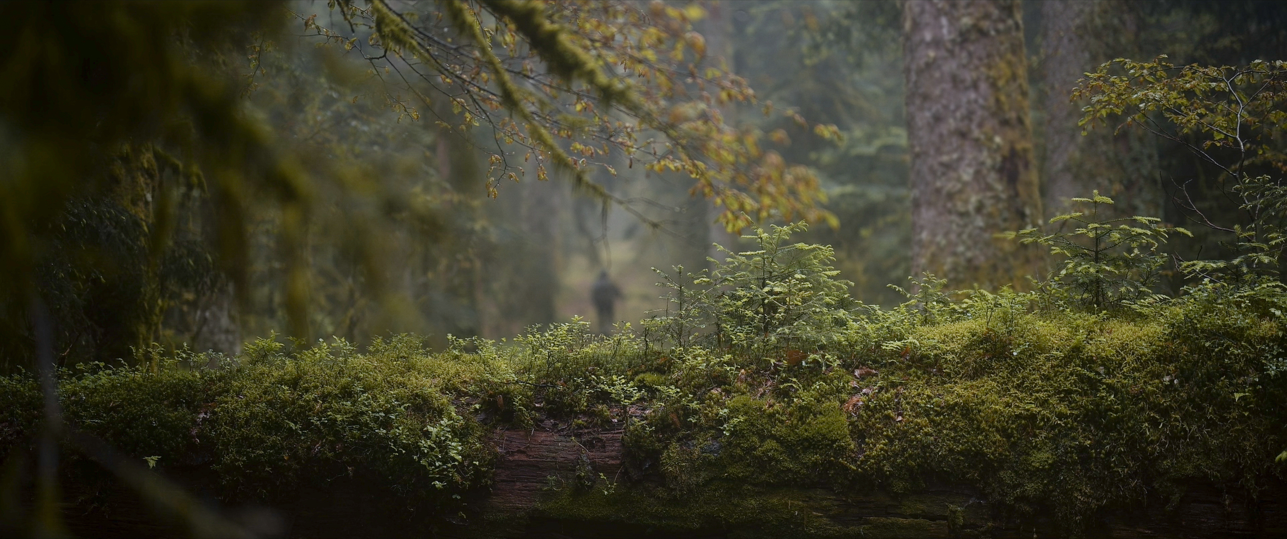 Songs of the Forest