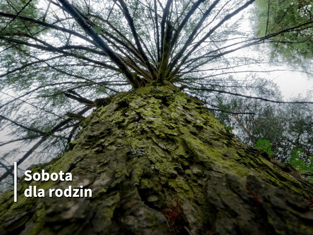 Drzewa w kosmetyce i symbolice słowiańskiej