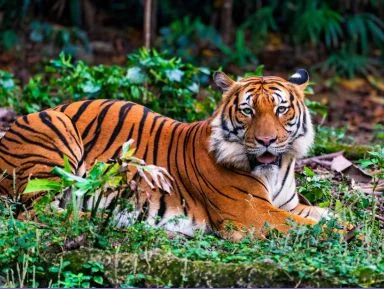 Wild Cats — art classes