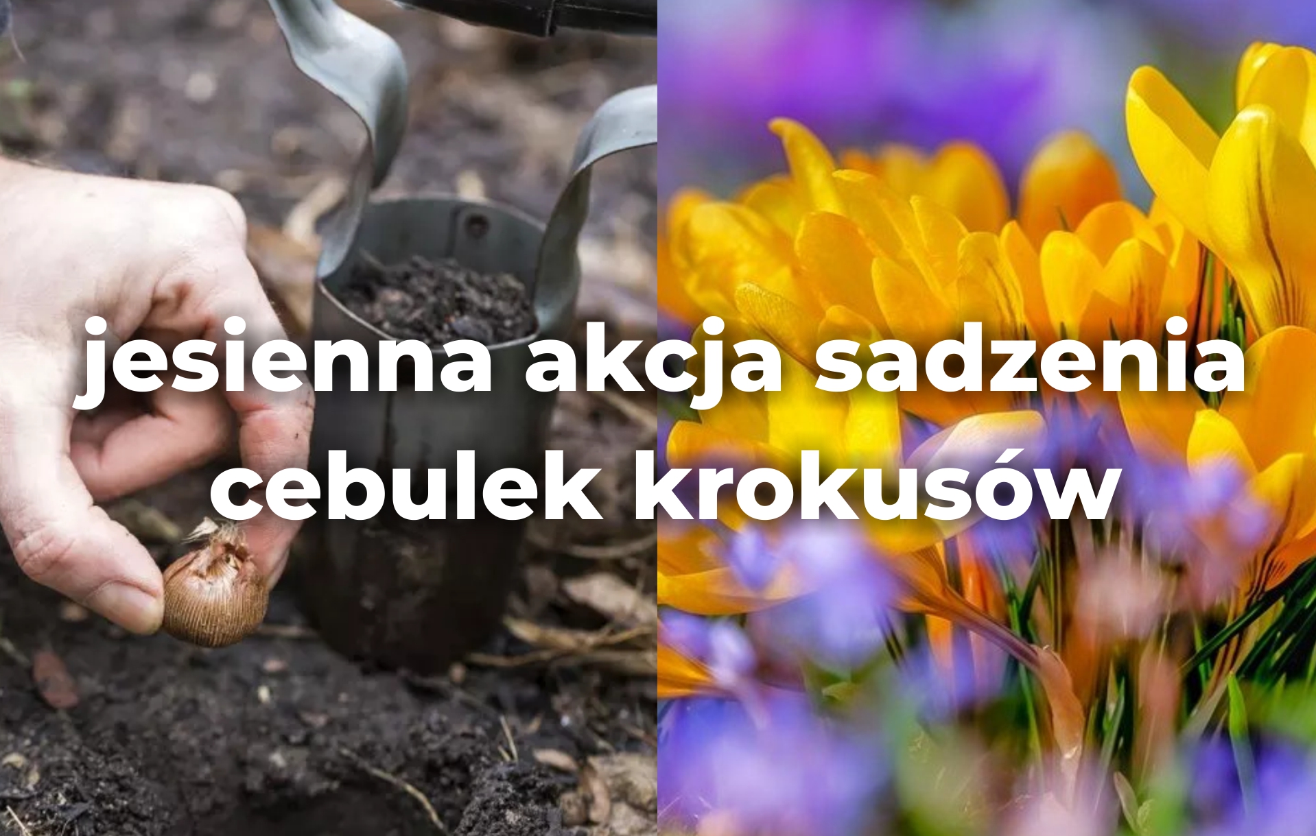Wiosna w cebulce – jesienna akcja sadzenia krokusów.