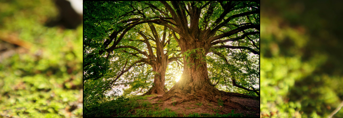Tree Festival | CONCERT & WORKSHOPS