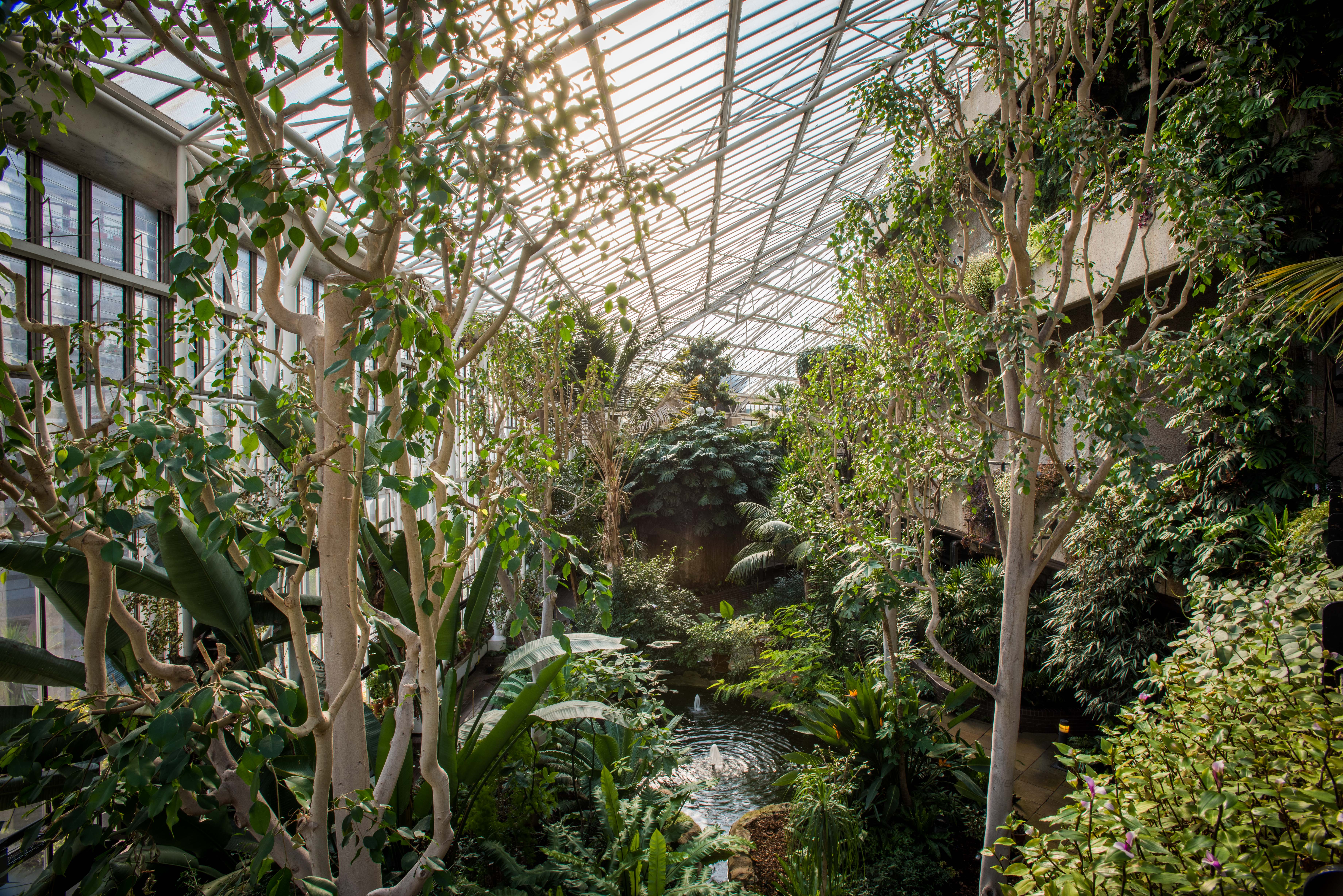 Mindful Drawing Workshop at the Barbican Conservatory