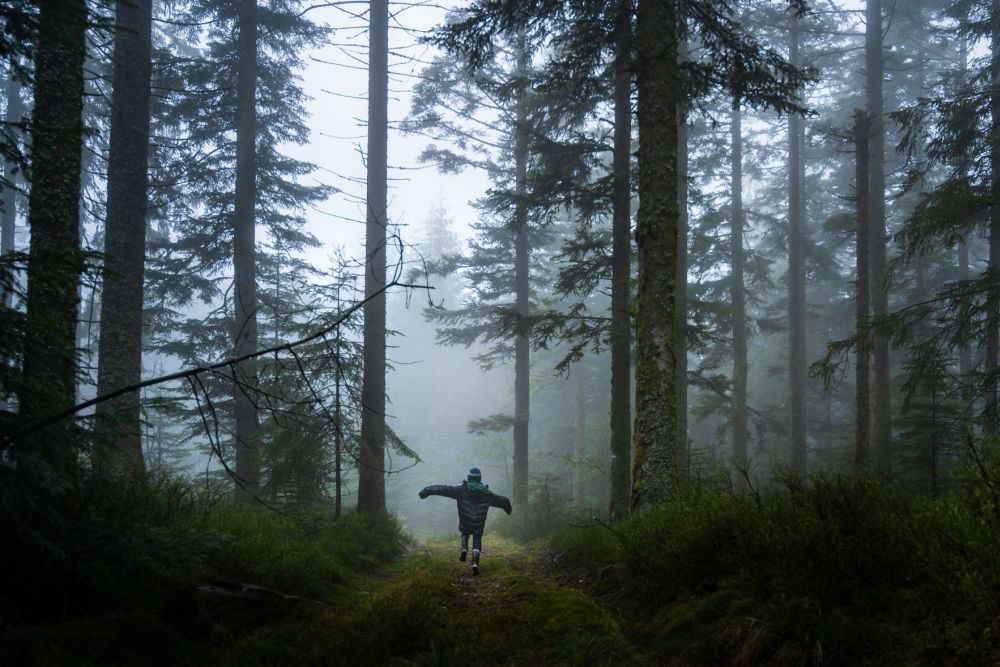 Songs of the Forest