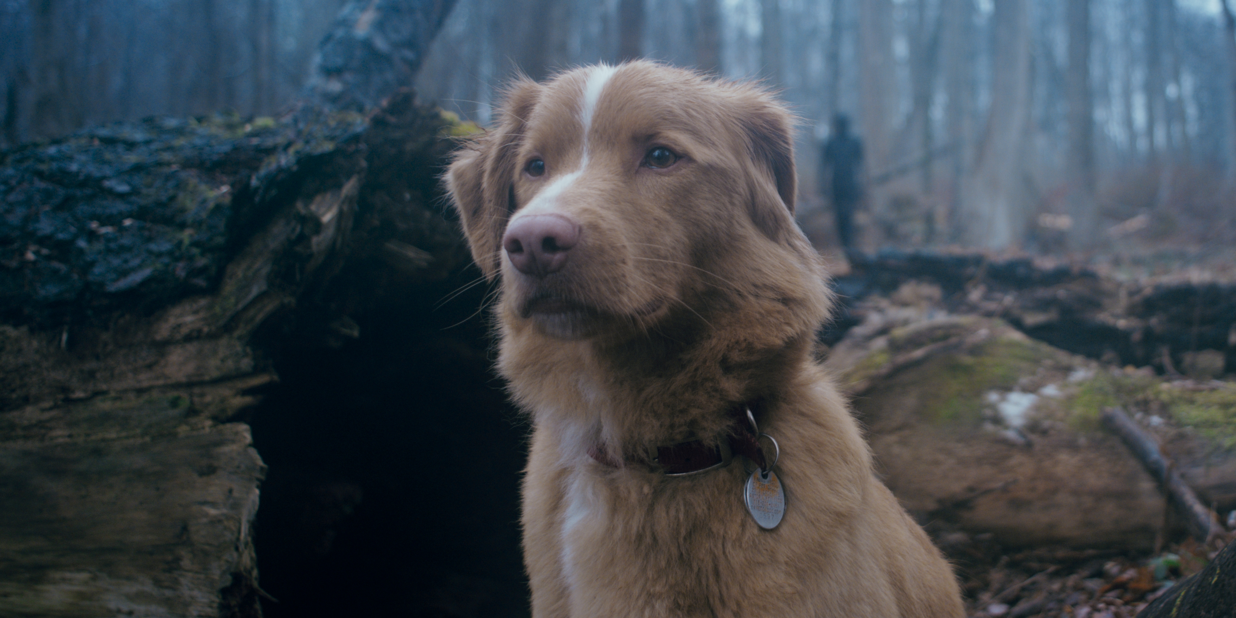 Good Boy