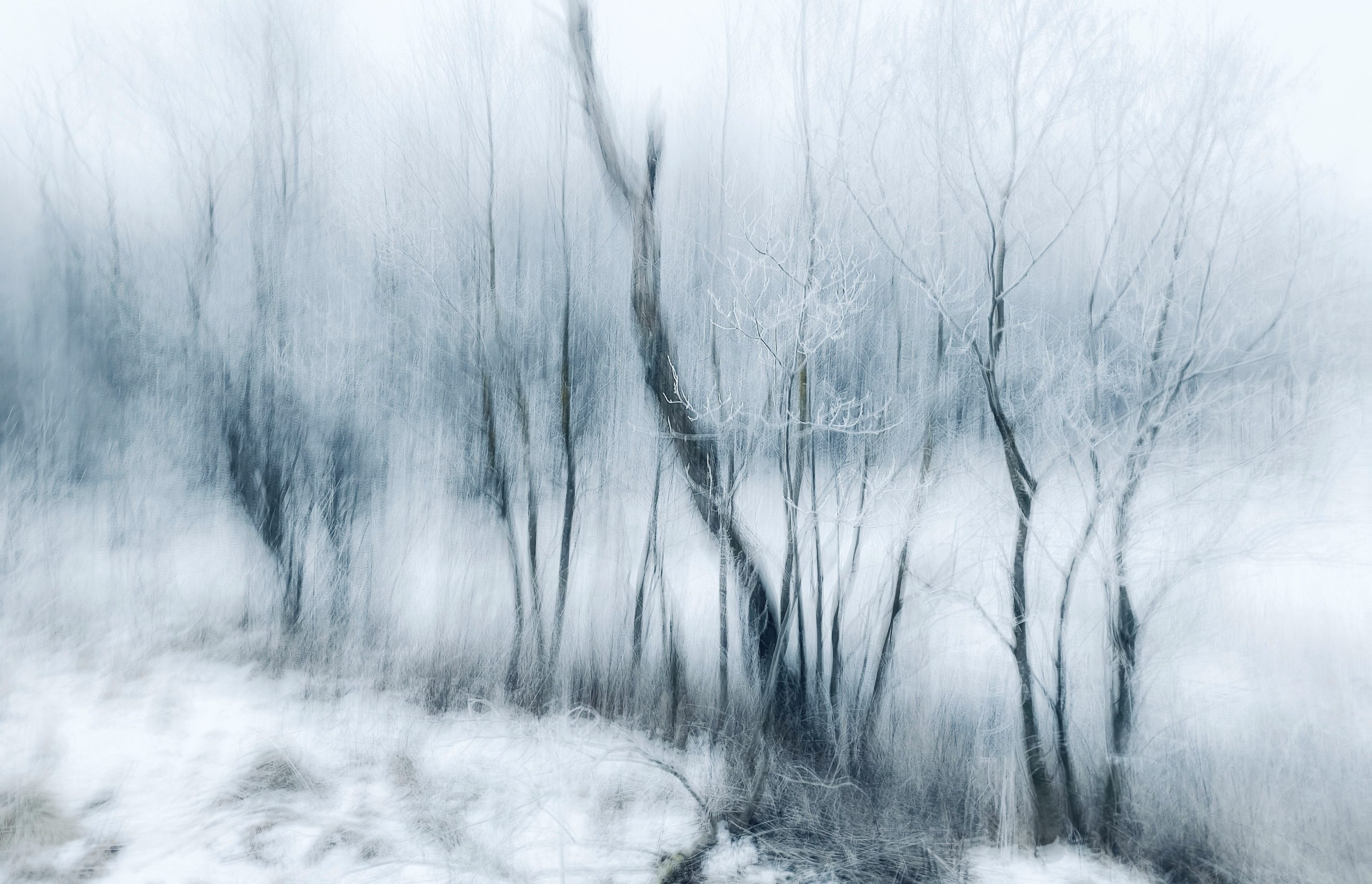 Sanctuary: From Winter's Stillness