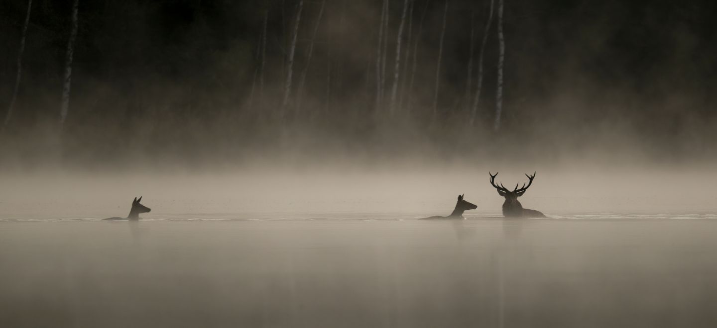 Whispers in the Woods