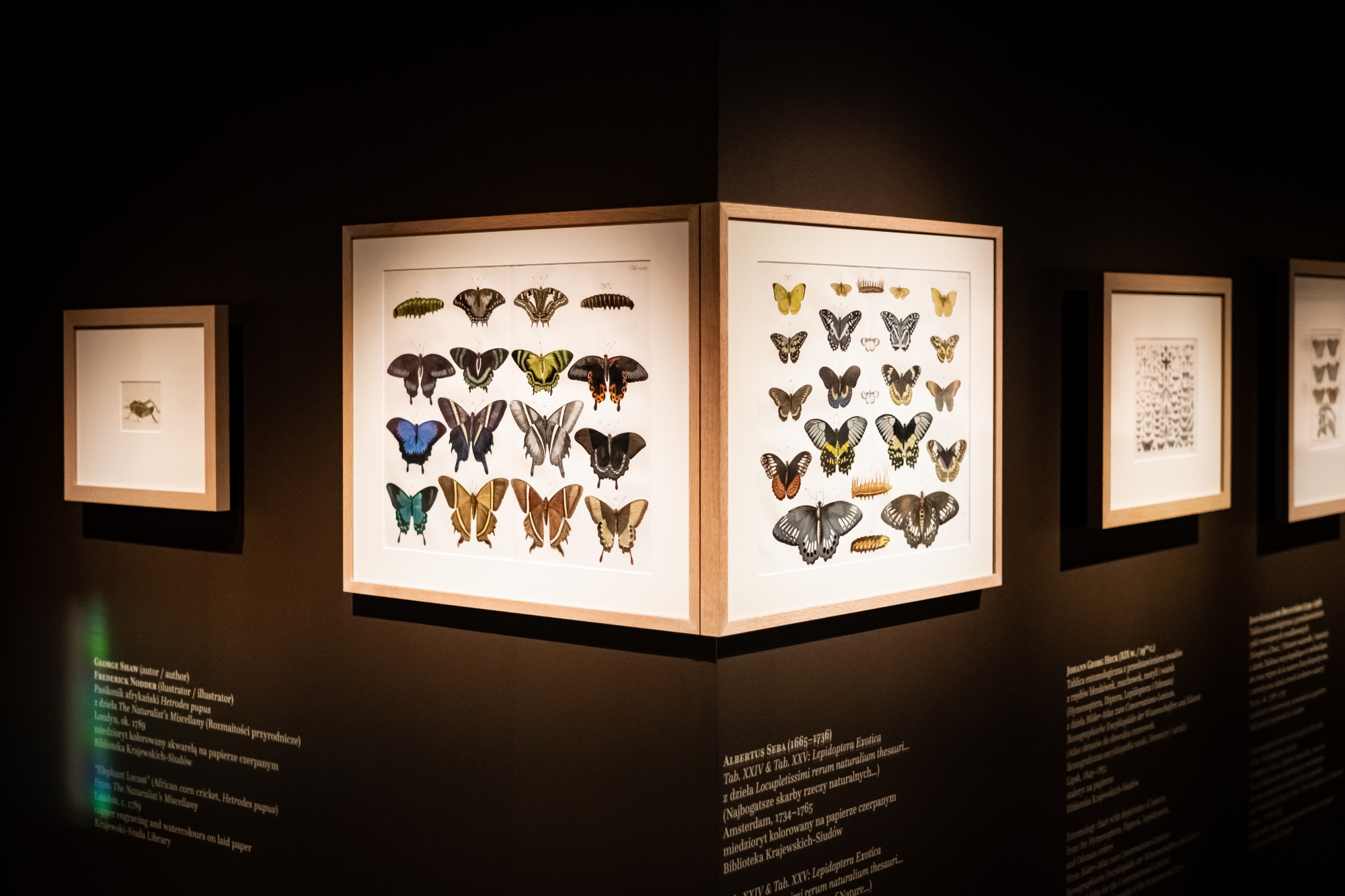 Akitsushima. Dragonfly Island. Curatorial guided tour with the collector Prof. Krzysztof Krajewski-Siuda