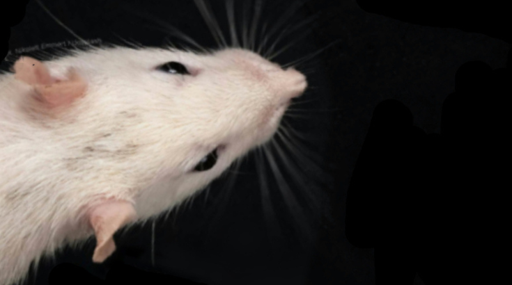 2nd Rat Conference in Białoprądnicki Manor. About the difficult neighborhood of humans and rats