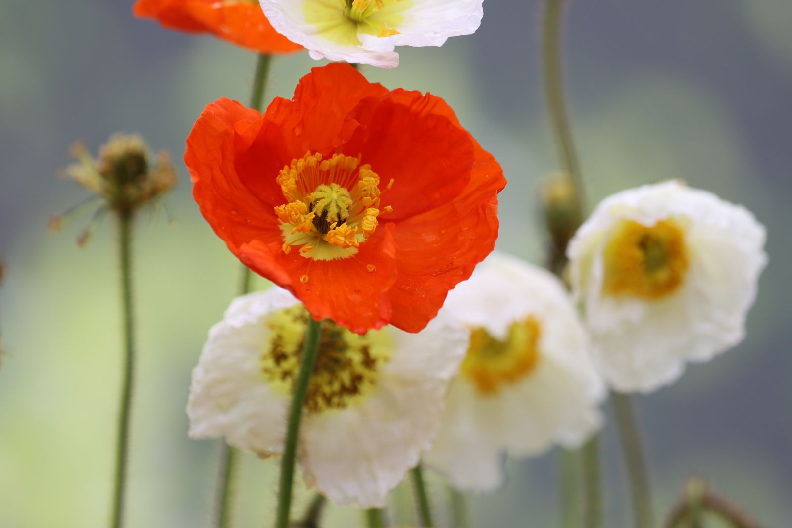 Faure's Requiem - in a service setting for Remembrance Sunday
