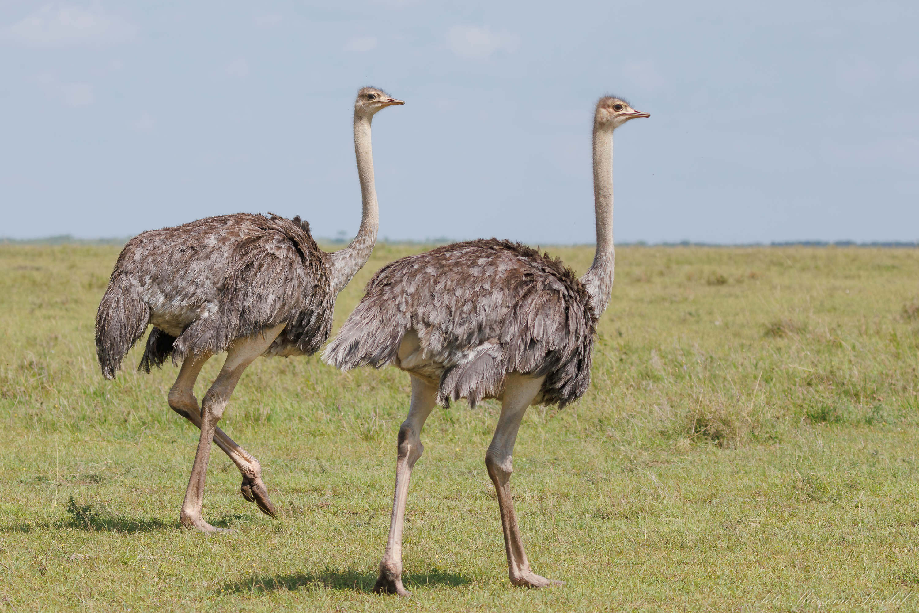 Birds of Kenya