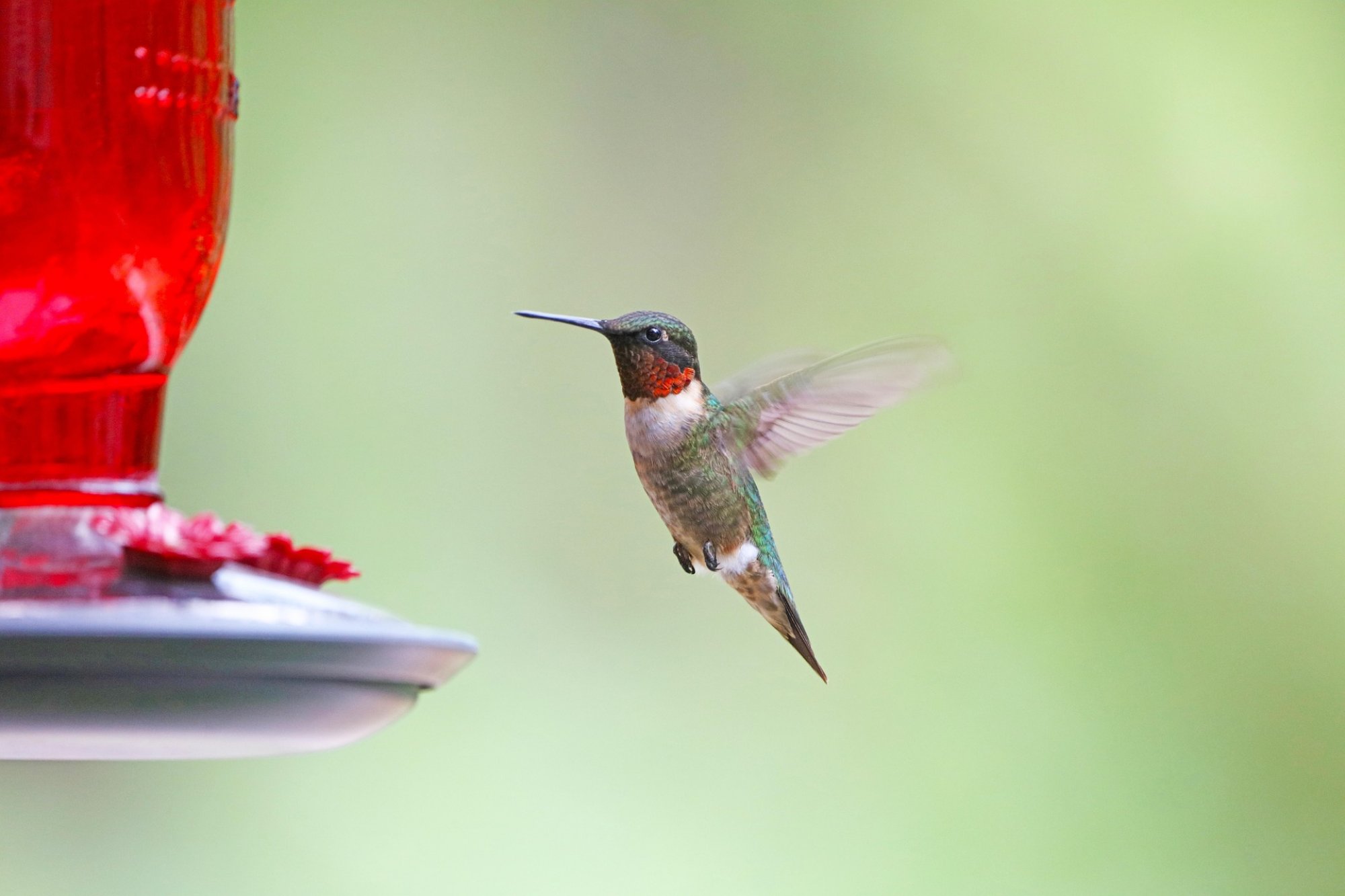 Feeding Birds in Winter