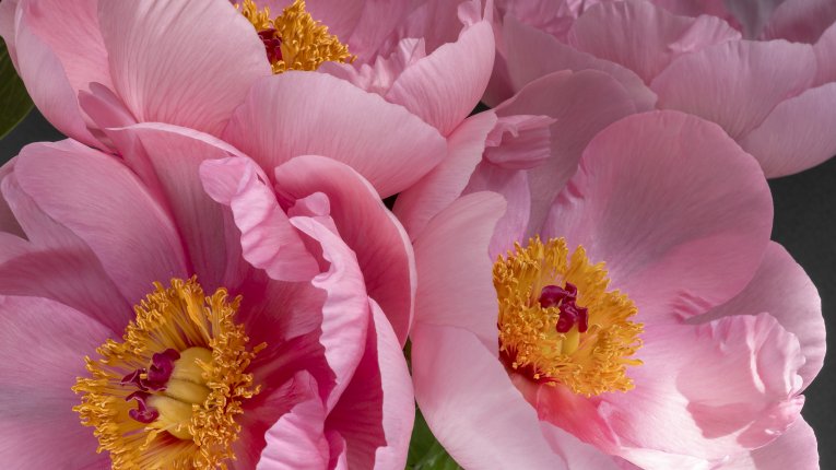 Opening of the exhibition of photographs “Flowers” by Małgorzata Chmura