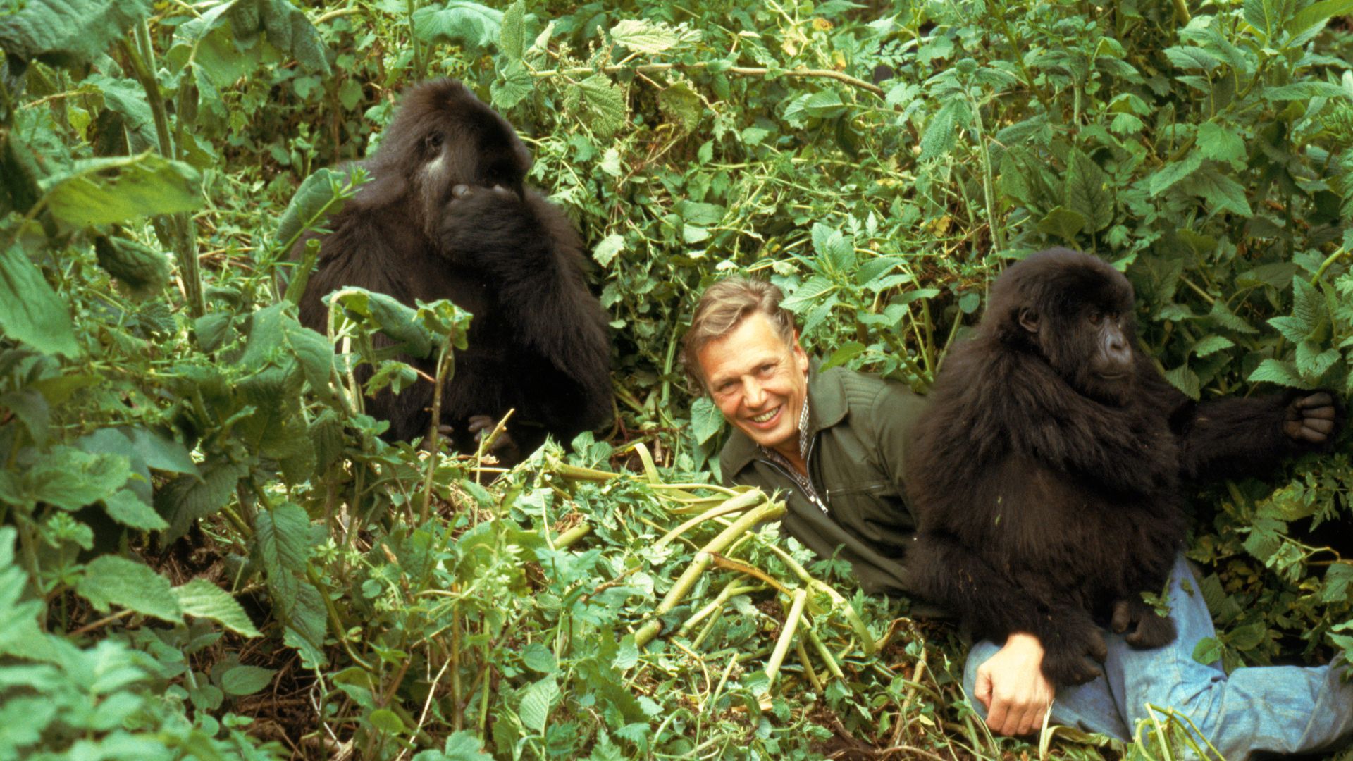 DAVID ATTENBOROUGH: POCZĄTEK WIELKIEJ PRZYGODY