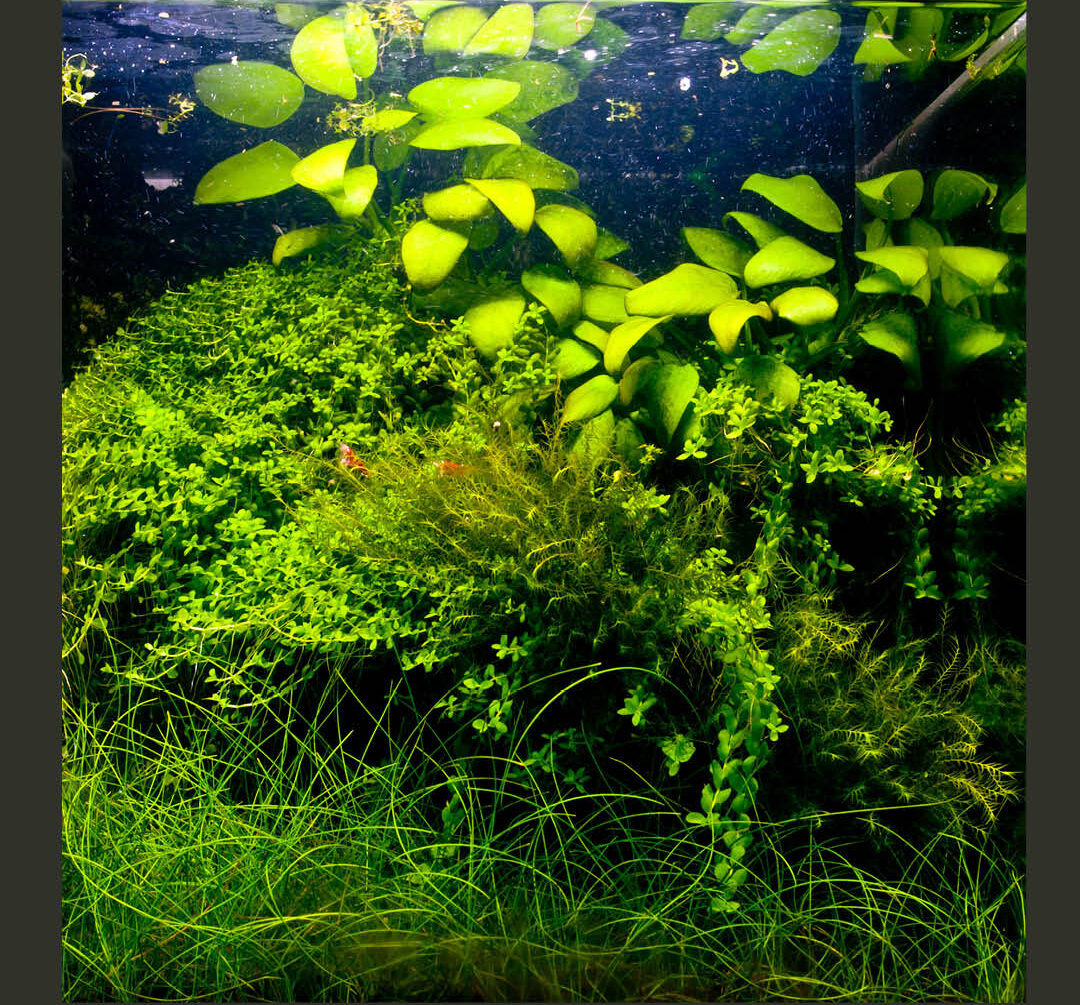 Akwarystyka naturalna i Low-Tech
