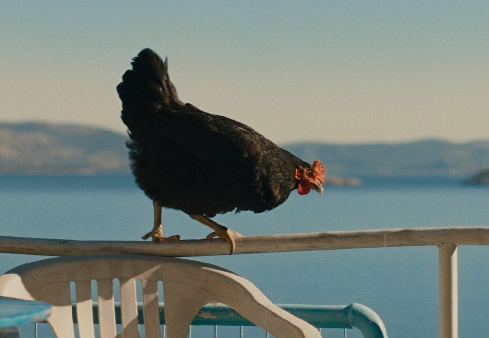 Kura — [Cat], dir. György Pálfi, Greece/Germany/Hungary 2025, 96'