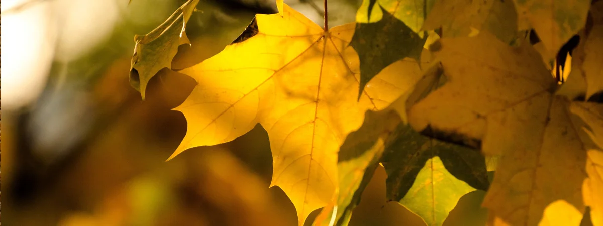 Colors of love, colors of autumn — KrisBon #Przystanek Senior concert