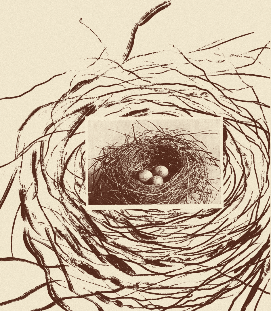 DOMOLOGY • Around the flagellation of nests • Walk, philosophical talks and workshops