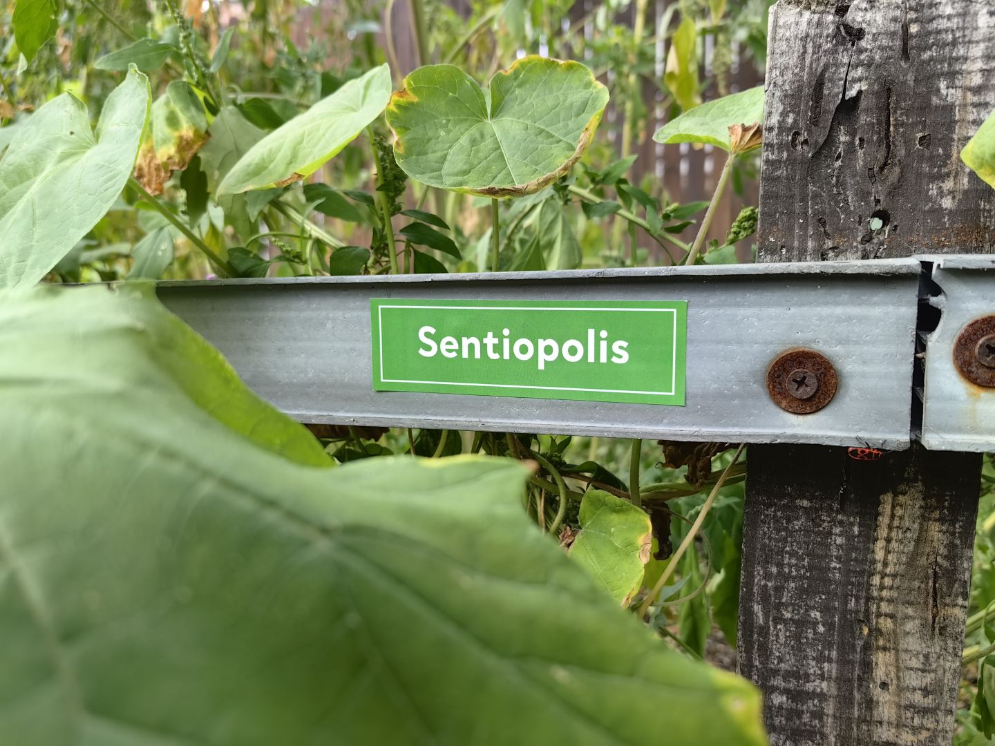 Domology • “Sentiopolis — city of the feeling” • Symposium